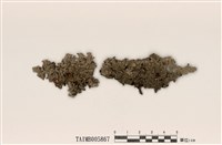 藏品(緣毛梅衣屬)的圖片